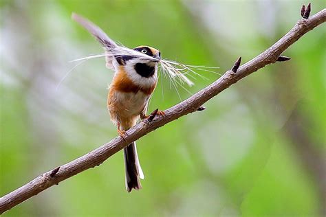 麻雀飞进家里